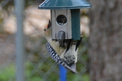 Melanerpes carolinus