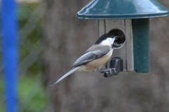 Poecile atricapillus