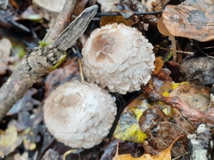 Chlorophyllum rhacodes