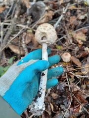 Chlorophyllum rhacodes