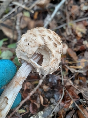 Chlorophyllum rhacodes