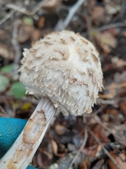 Chlorophyllum rhacodes