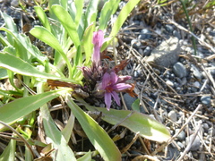 Aphyllon californicum californicum
