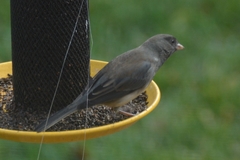 Junco hyemalis