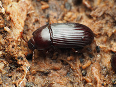 Uloma imberbis
