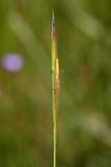 Tetragnatha protensa