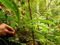 Oleandra neriiformis