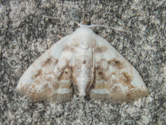 Holocryptis