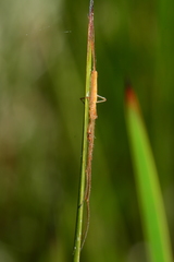 Tetragnatha protensa