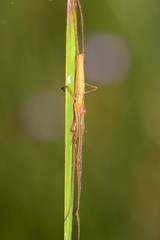 Tetragnatha protensa