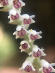 Eria siamensis