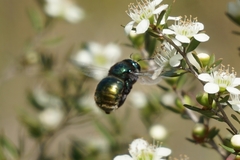 Xylocopa aerata