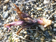 Aphyllon californicum californicum
