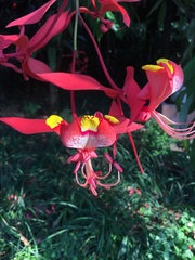 Amherstia nobilis