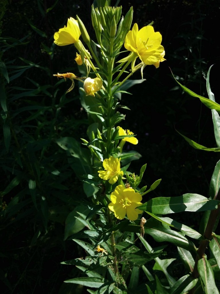 common eveningprimrose from Veterans Bike Path, Town of Ballston, NY