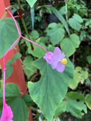 Begonia grandis
