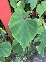 Begonia grandis