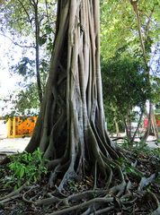 Ficus glandifera