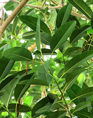 Ficus glandifera