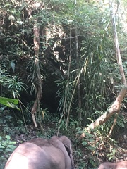 Pandanaceae