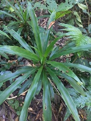 Pandanaceae