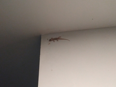 Hemidactylus frenatus