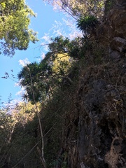Pandanaceae