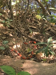 Micrurus distans