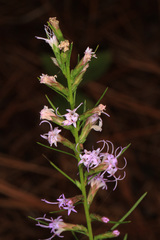 Liatris virgata