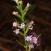 Wand Blazing Star - Photo (c) Judy Gallagher, some rights reserved (CC BY-SA), uploaded by Judy Gallagher
