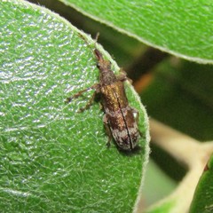 Rhicnobelus metallicus