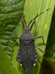 Gelonus tasmanicus