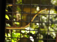 Dendrelaphis