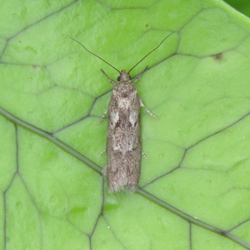 Chersadaula ochrogastra Meyrick, 1923