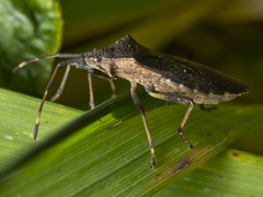 Gelonus tasmanicus