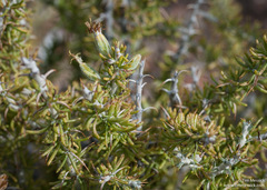 Tetradymia spinosa