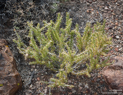 Tetradymia spinosa