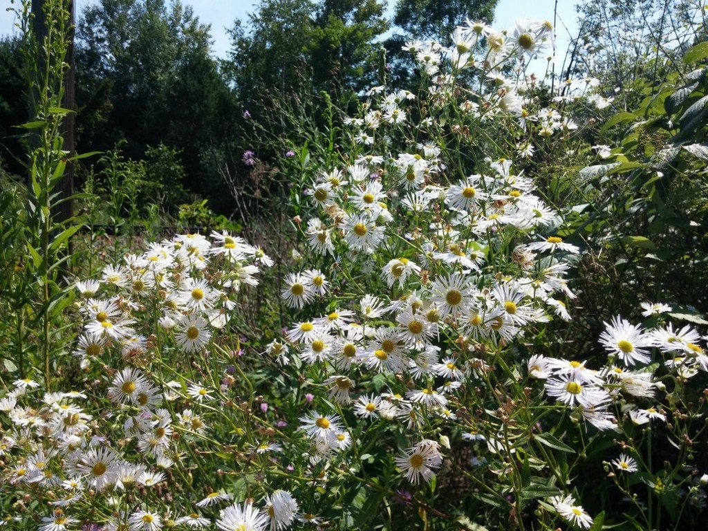 annual fleabane from Veterans Bike Path, Town of Ballston, NY on August