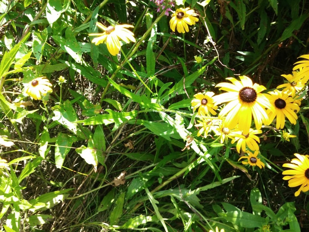 Rudbeckia from Veterans Bike Path, Town of Ballston, NY on August 10