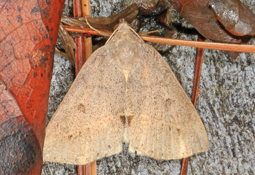 Yellow-lined Chocolate Moth photo 2