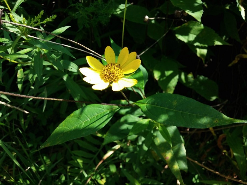 sunflowers from Veterans Bike Path, Town of Ballston, NY on August 10