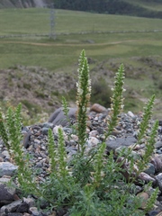 Nepeta annua