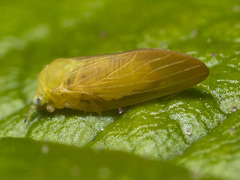 Platyobria