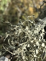 Ramalina stenospora