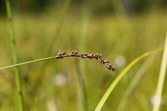 Carex cusickii
