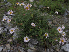Chrysanthemum sinuatum