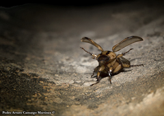 Cyclocephala amazona