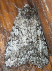 Anaplectoides pressus