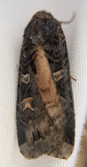 Actebia fennica