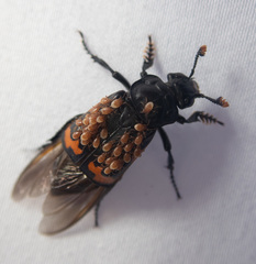 Nicrophorus investigator
